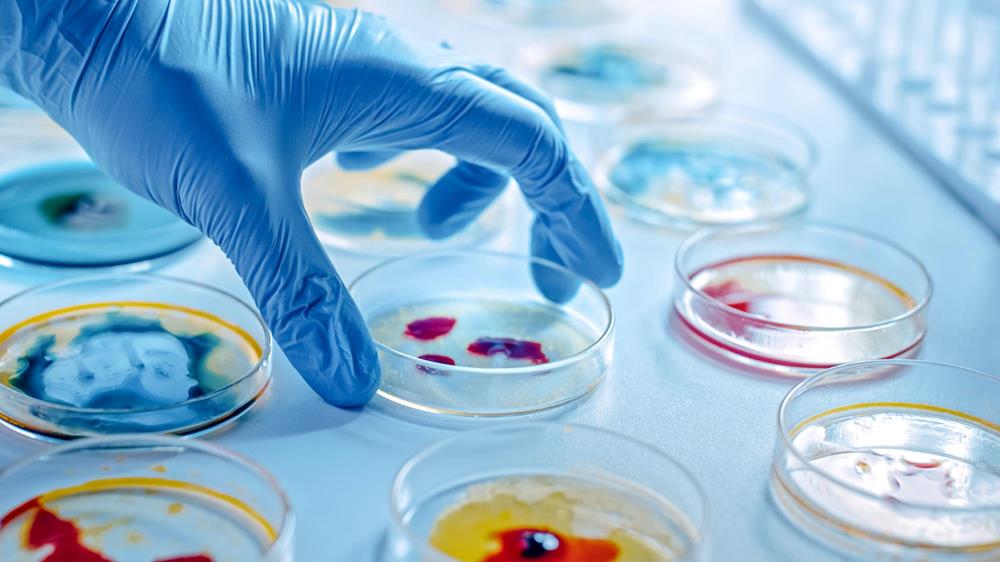 Microbiology - Microorganisms under the magnifying glass